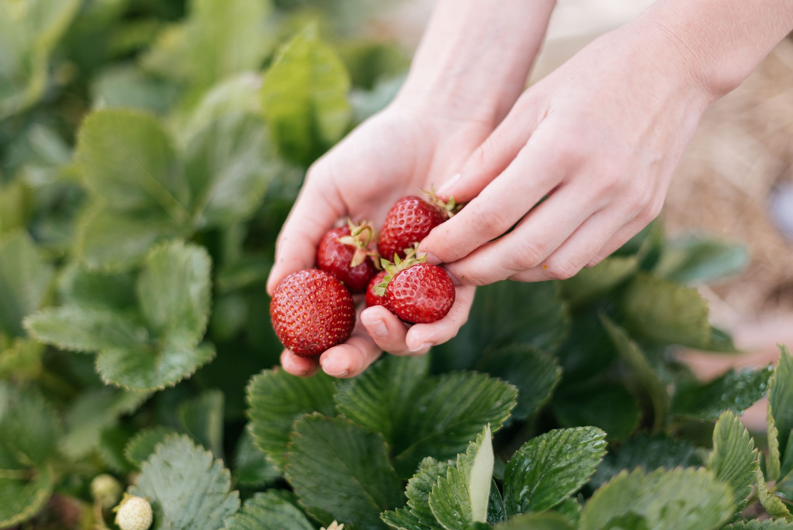 Avalia Residents Will Blossom at the Boca Strawberry Festival Avalia